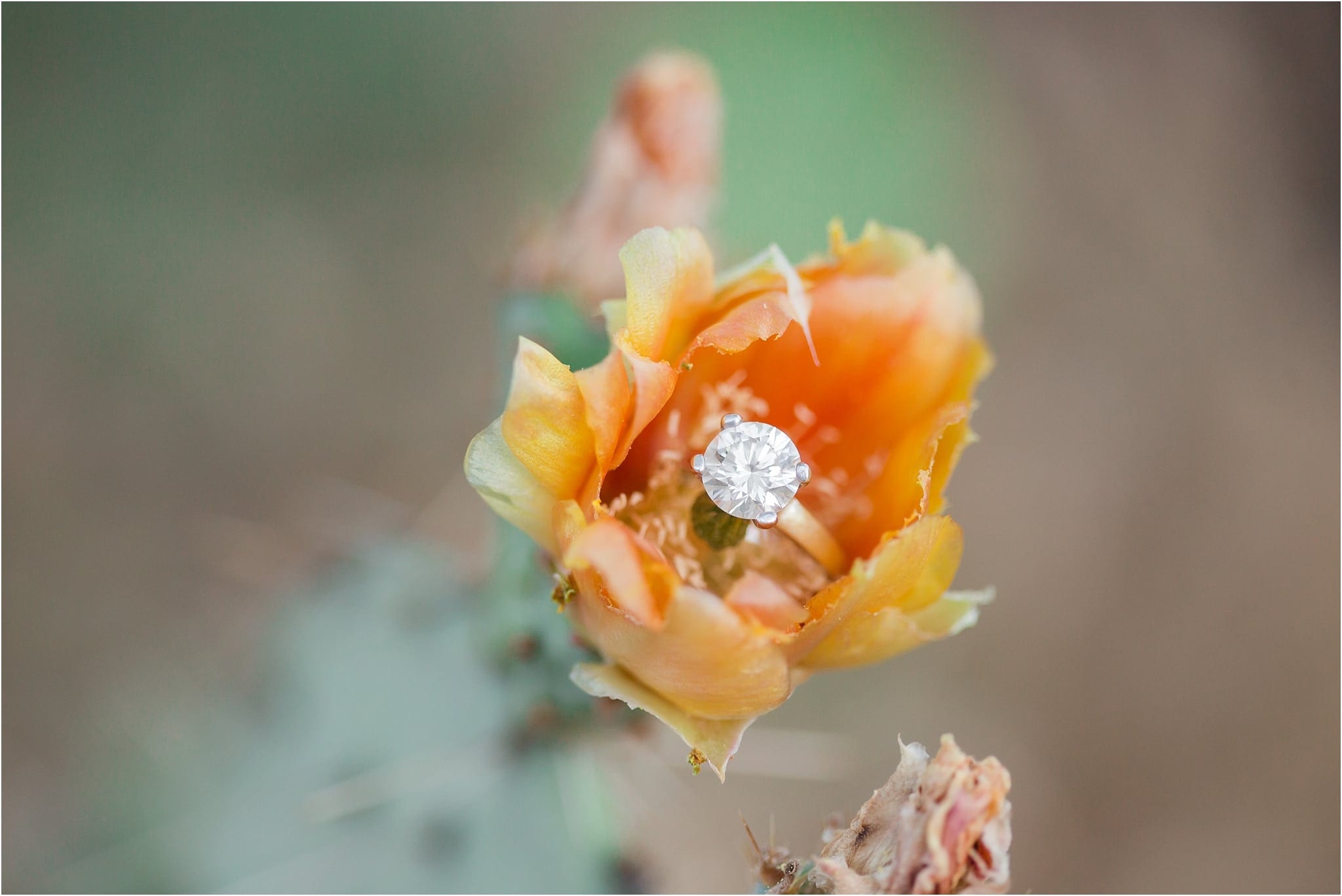 A Romantic Desert Engagement, ring in cactus bloom 