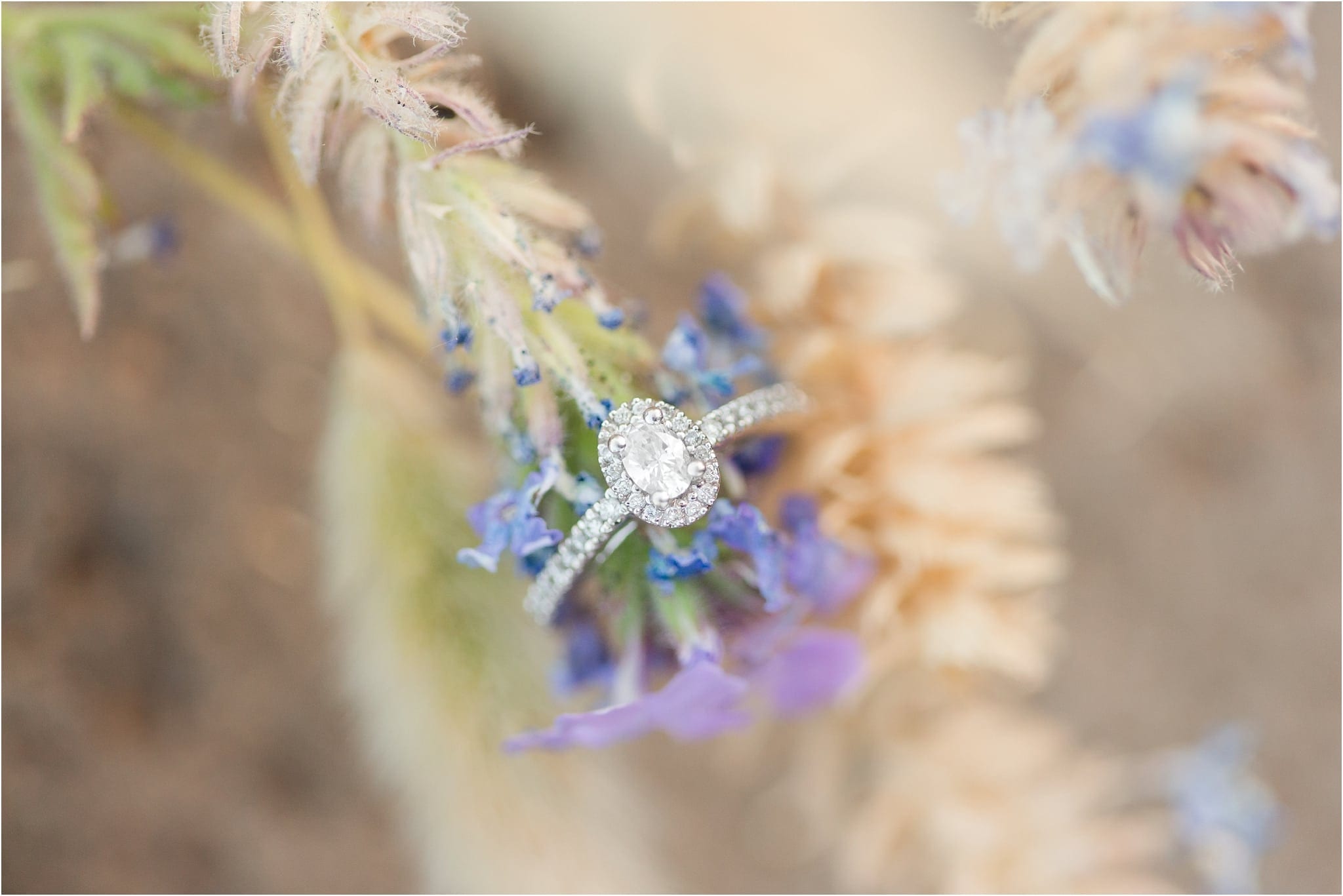 engagement ring on desert weed and flower
