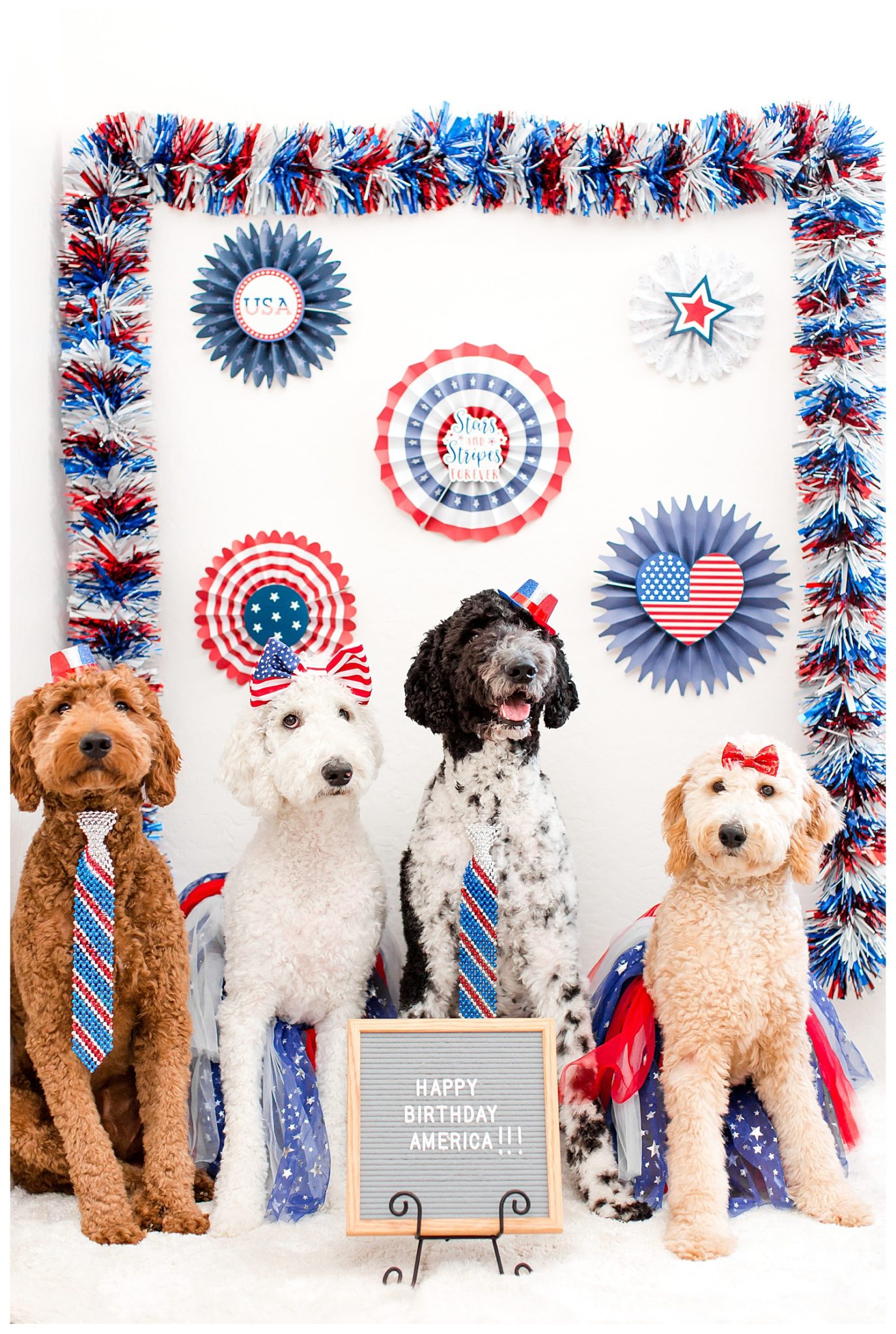 Phoenix wedding photographer, red, white and blue, USA,fourth of July goldendoodle pictures, kids with dogs, kids. with goldendoodles, red goldendoodle, black goldendoodle, black and white goldendoodle, white goldendoodle, gold goldendoodle, poodle mix, dogs celebrating American independence