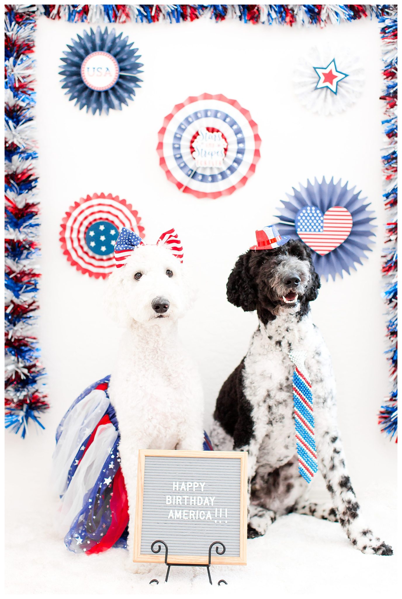 Phoenix wedding photographer, red, white and blue, USA, fourth of July goldendoodle pictures, kids with dogs, kids. with goldendoodles, red goldendoodle, black goldendoodle, black and white goldendoodle, white goldendoodle, gold goldendoodle, poodle mix, dogs celebrating forth of July, American Independence Day